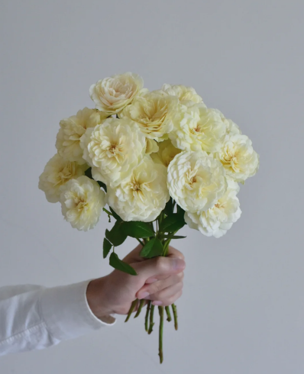 Trinity Roses丨Your roses
