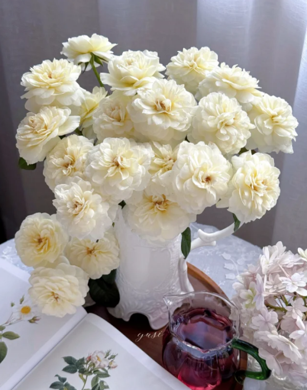 Trinity Rose Plant丨Your roses