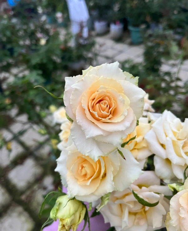 Rose Uriel丨Your roses