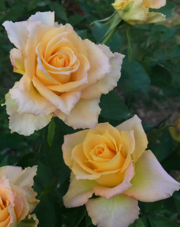 Uriel Rose丨Your roses