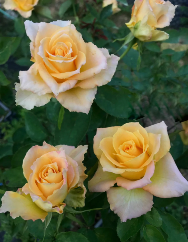 Uriel Roses丨Your roses