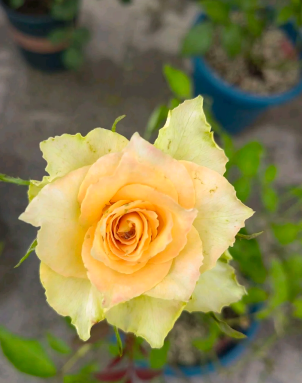 Rose Uriel for sale丨Your roses