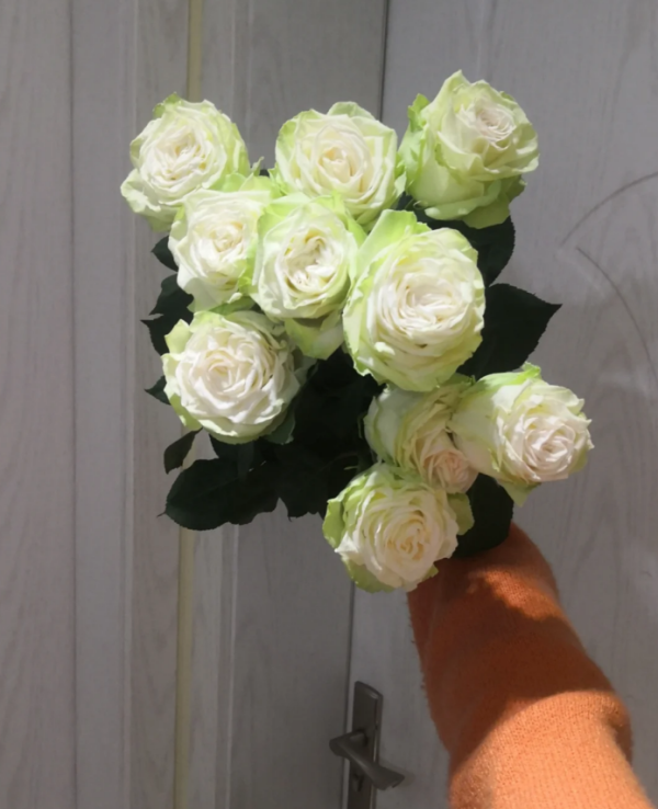Wakana Rose Plant for sale丨Your roses