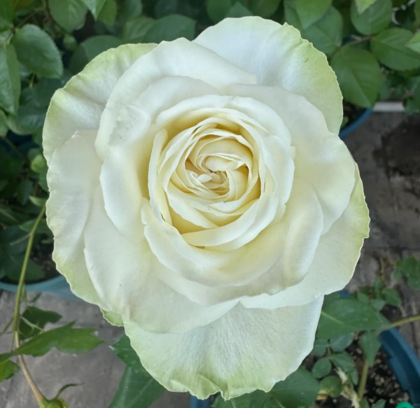 Wakana Rose for sale丨Your roses