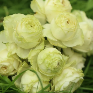 Wakana Rose丨Your roses
