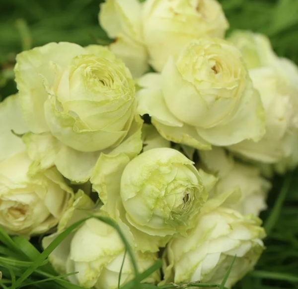 Wakana Rose丨Your roses