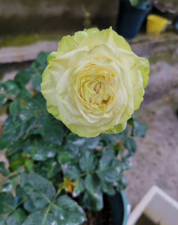 Rose Wakana丨Your roses