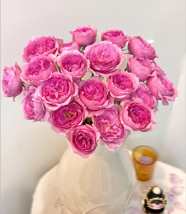 Wan Shan Rose丨Your roses