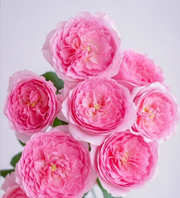 Rose Wan Shan 丨Your roses