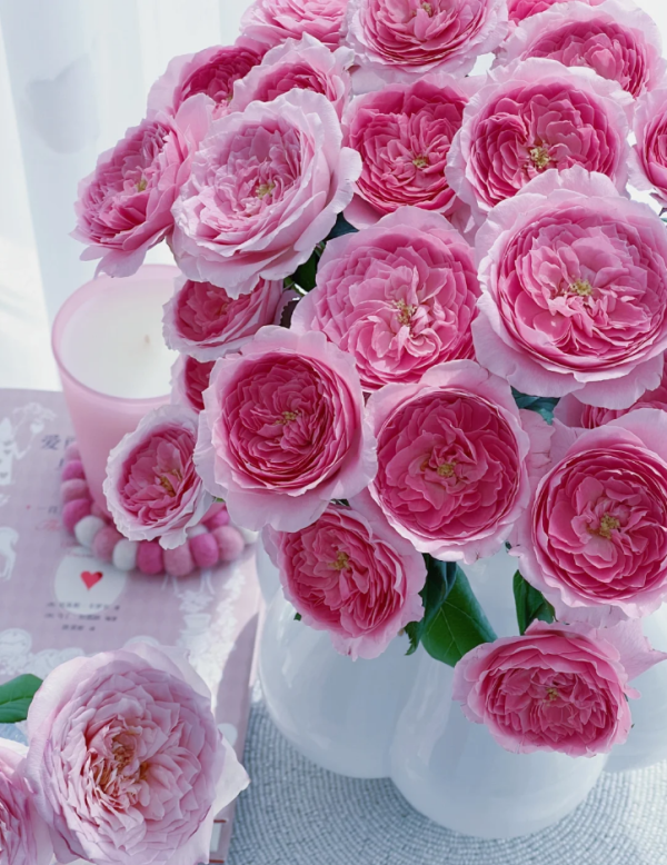 Wan Shan Rose Plant丨Your roses