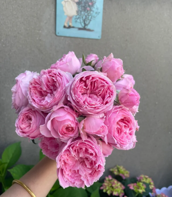 Rose Wan Shan for sale丨Your roses