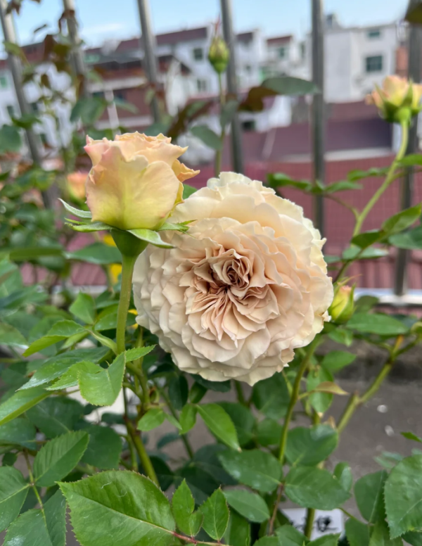 Ninth Angel Rose丨Your roses