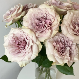 Winged Angel of light Rose丨Your roses