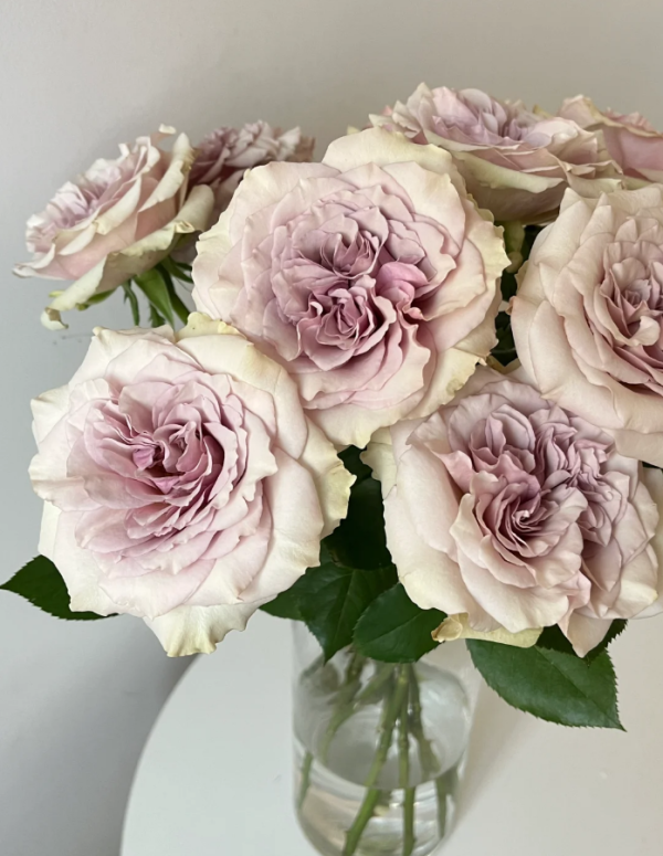 Winged Angel of light Rose丨Your roses