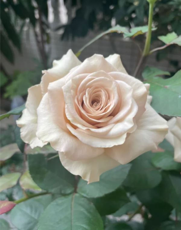 Winged Angel of light Rose for sale丨Your roses