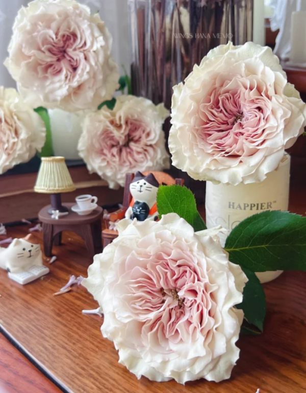 Ninth Angel Rose for sale丨Your roses