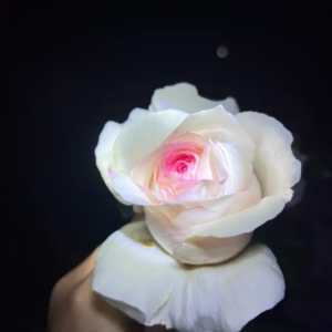 Xiangsaixue Rose丨Your roses