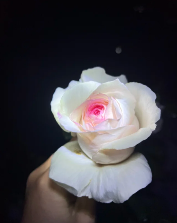 Xiangsaixue Rose丨Your roses