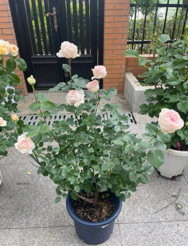 Rose Xiangsaixue 丨Your roses