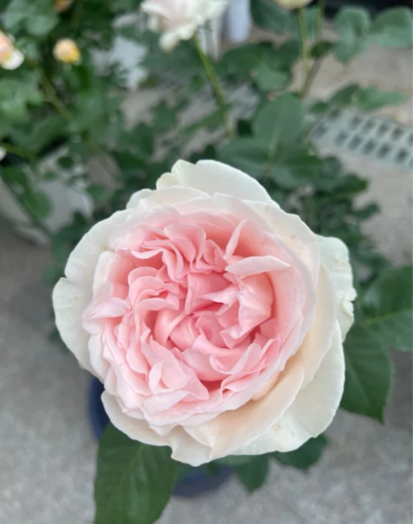 Xiangsaixue Rose for sale丨Your roses