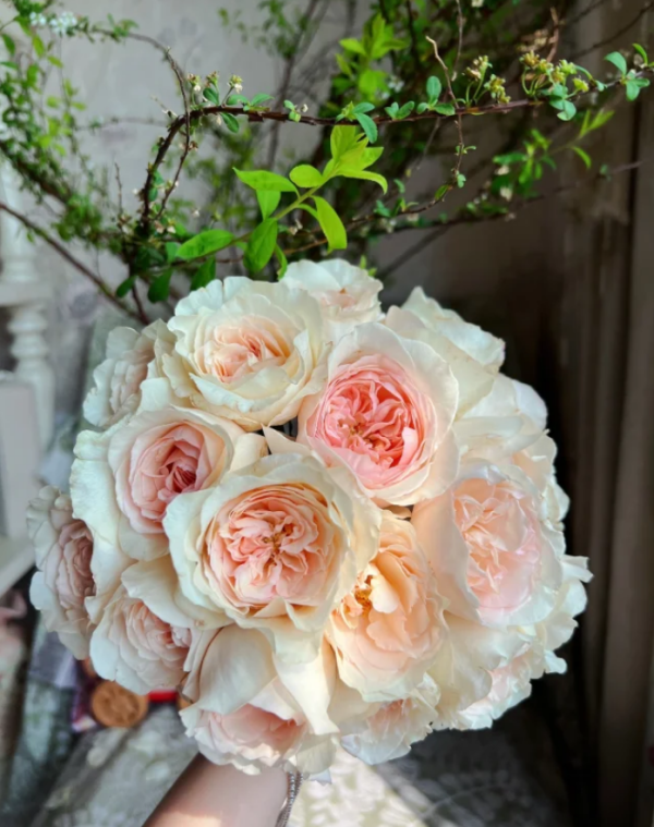 Xiangsaixue Roses丨Your roses