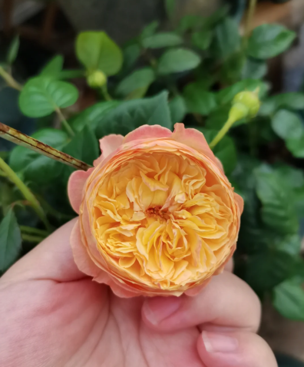 Xing Zi Fei Rose丨Your roses