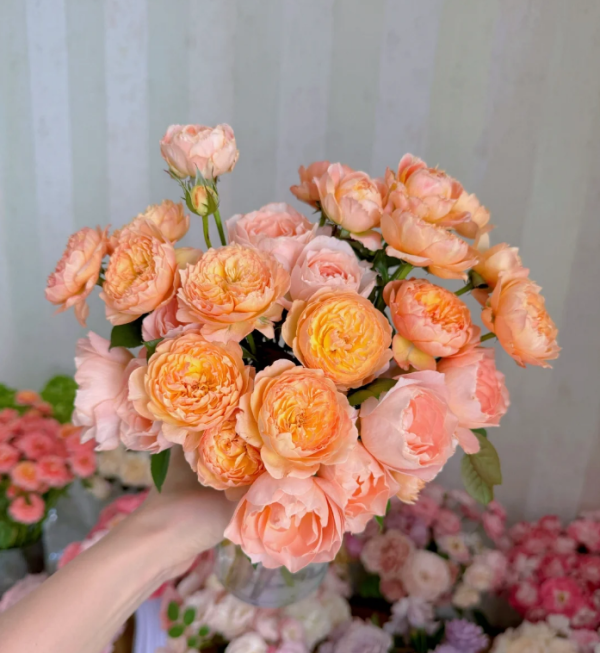 Xing Zi Fei Rose plant丨Your roses