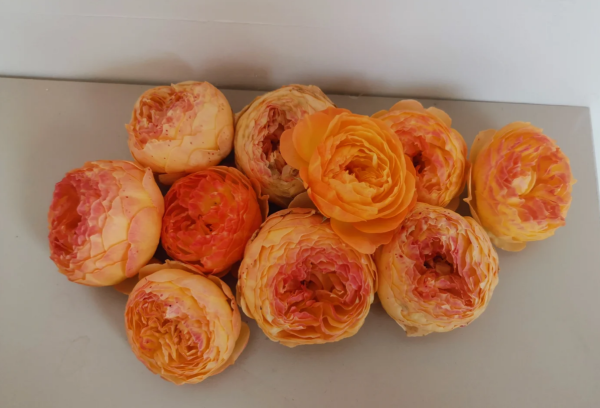 Xing Zi Fei Roses丨Your roses