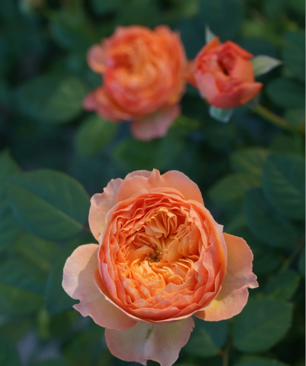 Xing Zi Fei Rose for sale丨Your roses