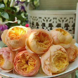 Apricot Fat Rose丨Your roses