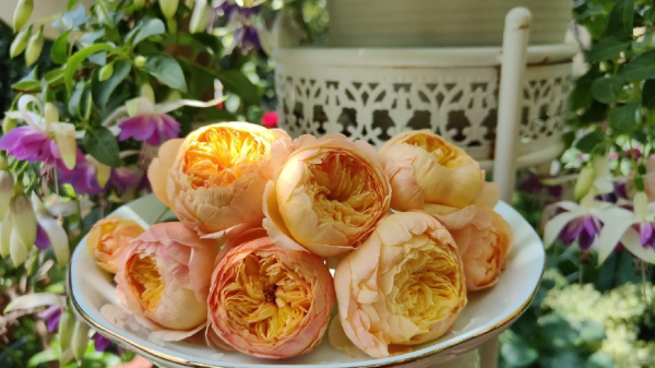 Apricot Fat Rose丨Your roses