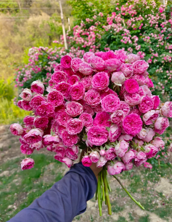 Rouge Rose丨Your roses