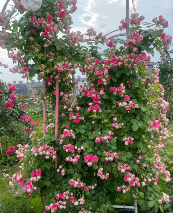 Rose Yanzhikou丨Your roses