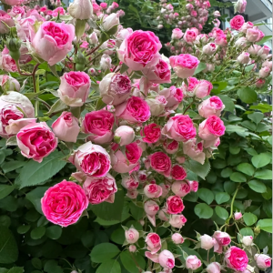 Yanzhikou Rose丨Your roses