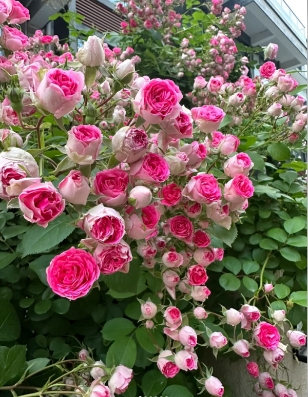 Yanzhikou Rose丨Your roses