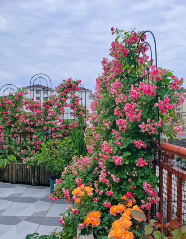 Yanzhikou Rose for sale丨Your roses