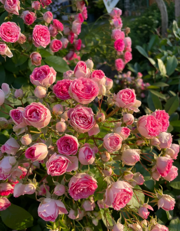 Rose Rouge 丨Your roses