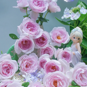 Ye Guang Bei Rose Plant丨Your roses