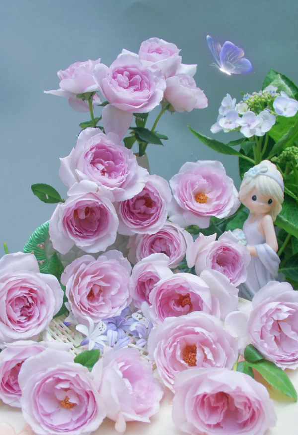 Ye Guang Bei Rose Plant丨Your roses