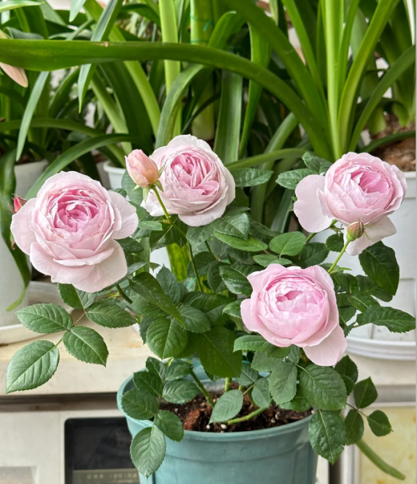 Ye Guang Bei Rose for sale丨Your roses