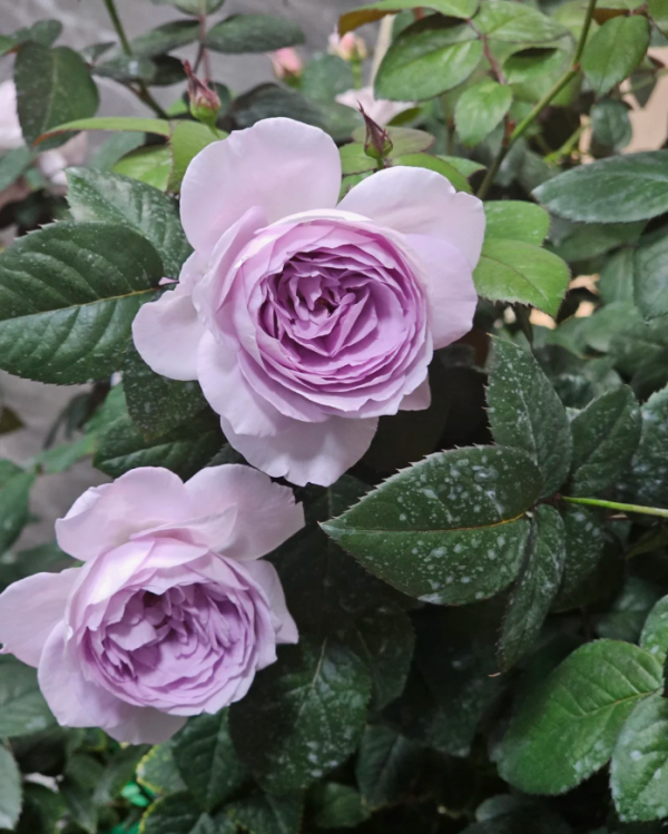Ye Guang Bei Rose丨Your roses
