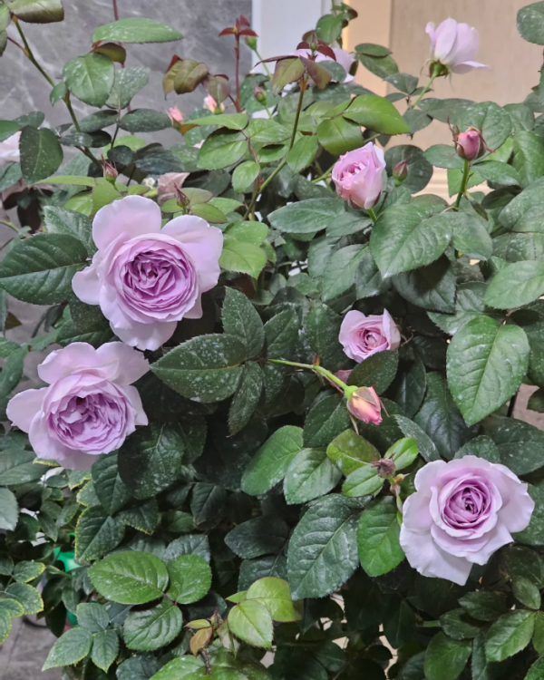 Rose Ye Guang Bei 丨Your roses