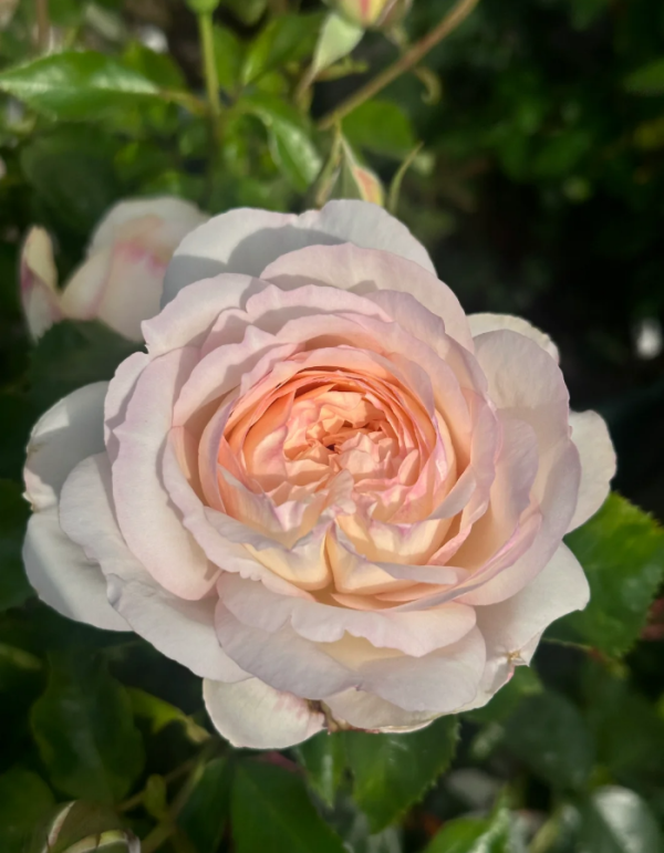 Yidianningyan Rose for sale丨Your roses