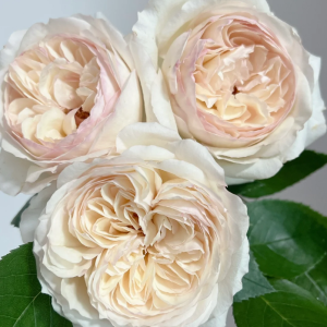 Yidianningyan Rose丨Your roses