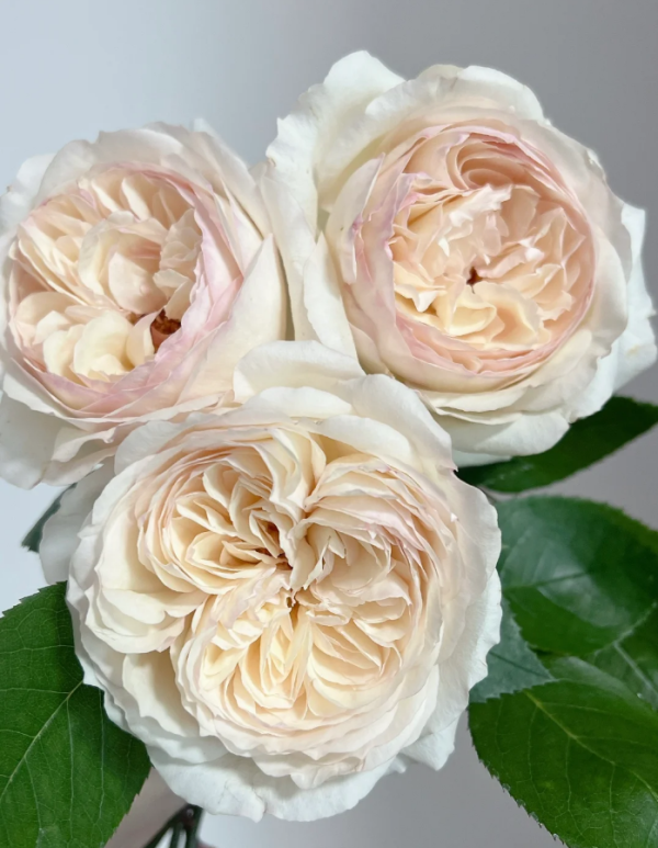 Yidianningyan Rose丨Your roses