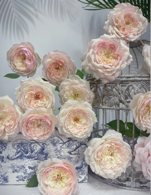 Rose Yidianningyan丨Your roses