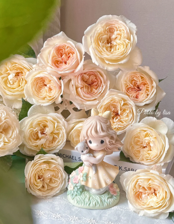 A little ningyan Rose for sale丨Your roses
