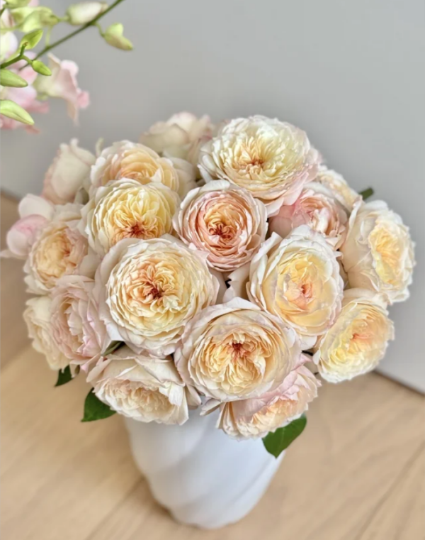 A little ningyan Rose丨Your roses
