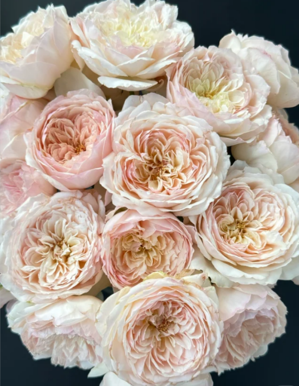 Yidianningyan Roses丨Your roses