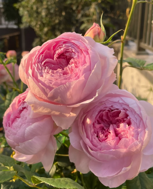Rose Yuhuanming for sale丨Your roses